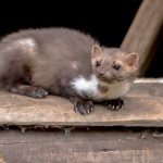 Boj s kunami: Čo všetko dokážu kuny na povale zničiť?